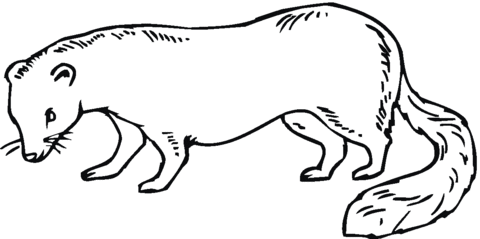 Ferret 21 Coloring Page